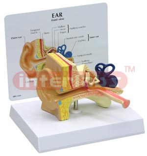 Child's Ear Model